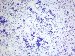 CytologicallyYoursUnknowns201312-5-01.jpg