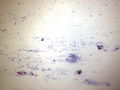 CytologicallyYoursUnknowns201310-4-01.jpg