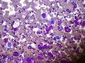 CytologicallyYoursUnknowns201310-3-06.jpg