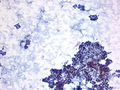 CytologicallyYoursUnknowns201401-03-06.JPG