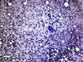 CytologicallyYoursCoW20131111Cytology1.jpg