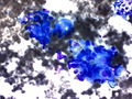 CytologicallyYoursCoW20140213Cytology4.jpg.JPG