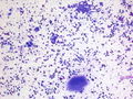 CytologicallyYoursCoW20131125Cytology2.jpg