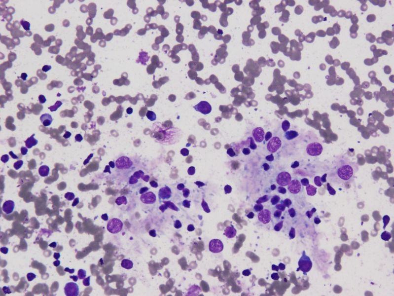 File:CytologicallyYoursUnknowns201311-1-02.jpg