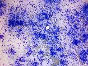 CytologicallyYoursUnknowns201401-02-01.jpg