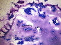 CytologicallyYoursCoW20131209Cytology1.jpg