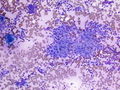 CytologicallyYoursCoW20131125Cytology4.jpg