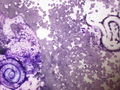 CytologicallyYoursUnknowns201310-7-03.jpg