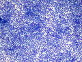 CytologicallyYoursCoW20131202Cytology1.jpg