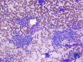 CytologicallyYoursCoW20131125Cytology5.jpg