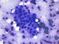 CytologicallyYoursCoW20131111Cytology4.jpg