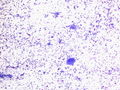 CytologicallyYoursCoW20131125Cytology1.jpg