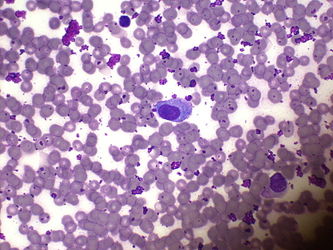 CytologicallyYoursUnknowns201310-3-05.jpg