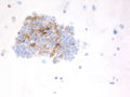 CytologicallyYoursCoW20131216Cytology7.jpg