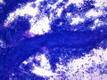 CytologicallyYoursCoW20131209Cytology2.jpg