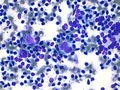 CytologicallyYoursCoW20131202Cytology3.jpg.JPG