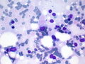 CytologicallyYoursCoW20131111Cytology6.jpg