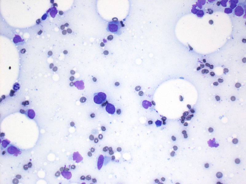 File:CytologicallyYoursUnknowns201312-5-04.jpg