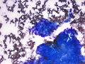 CytologicallyYoursCoW20140213Cytology2.jpg.JPG