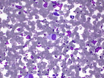 CytologicallyYoursUnknowns201310-3-04.jpg