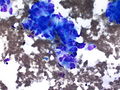 CytologicallyYoursCoW20140213Cytology5.jpg.JPG