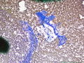 CytologicallyYoursCoW20131118Cytology5.jpg