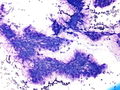 CytologicallyYoursCoW20131118Cytology2.jpg