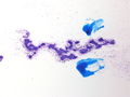 CytologicallyYoursCoW20131118Cytology1.jpg