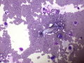 CytologicallyYoursUnknowns201310-3-08.jpg