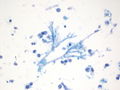 CytologicallyYoursUnknowns201310-6-03.jpg