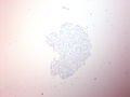 CytologicallyYoursUnknowns201310-3-14.jpg