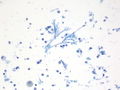 CytologicallyYoursUnknowns201310-6-02.jpg