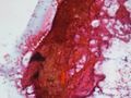 CytologicallyYoursUnknowns201312-3-06.jpg