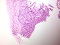 CytologicallyYoursUnknowns201310-4-07.jpg