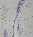 CytologicallyYoursUnknowns201312-3-08.jpg