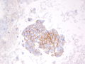 CytologicallyYoursCoW20131216Cytology6.jpg