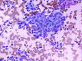 CytologicallyYoursCoW20131125Cytology6.jpg