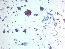 CytologicallyYoursUnknowns201312-1-01.jpg