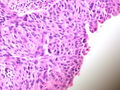 CytologicallyYoursUnknowns201310-4-08.jpg