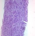 CytologicallyYoursUnknowns201312-1-04.jpg