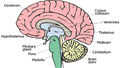 HistologicChapter6BrainSagittalSectionLabeled.jpg