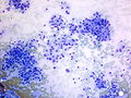 CytologicallyYoursUnknowns201401-02-02.jpg