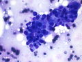 CytologicallyYoursCoW20131111Cytology3.jpg