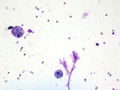 CytologicallyYoursUnknowns201310-6-04.jpg