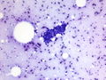 CytologicallyYoursCoW20131111Cytology2.jpg