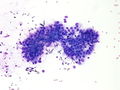 CytologicallyYoursCoW20131118Cytology3.jpg