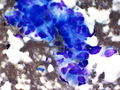 CytologicallyYoursCoW20140213Cytology6.jpg.JPG