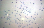 00209407
